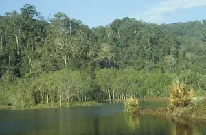 Primeval Forest Imprime: Primeval forest on Java