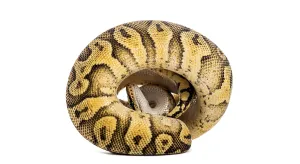 Ball Python Imprime: Ball python, python regius, curled into a tight ball