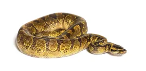 Impresión enmarcada : La serpiente de la bola, Python regius, aislado en blanco. Impresión enmarcada : La serpiente de la bola, Python regius, aislado en blanco.