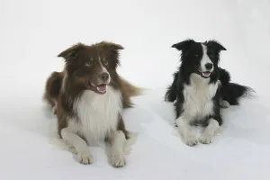 Friendly Animal Imprime: Border-Collies