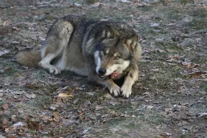 Eurasian Wolves Imprime: Devouring wolf