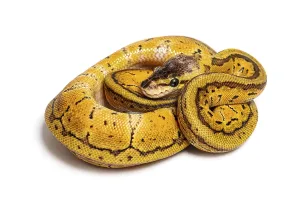 Ball Python Imprime: Lemon blast ball python, python regius