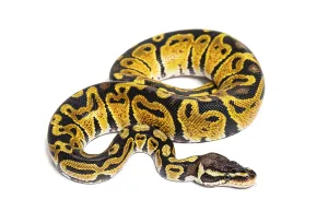 Ball Python Imprime: Pastel ball python, Python Regius