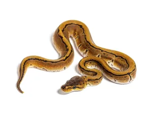 Python Regius Imprime: Pinstripe ball python, python regius