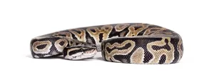 Python Regius Imprime: Python regius, against white background