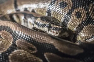 Ball Python Imprime: Royal Python, or Ball Python (Python regius)