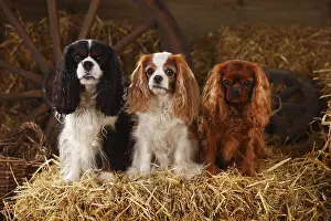 Ruby Cavalier King Charles Spaniel Imprime: Cavalier King Charles Spaniel, ruby
