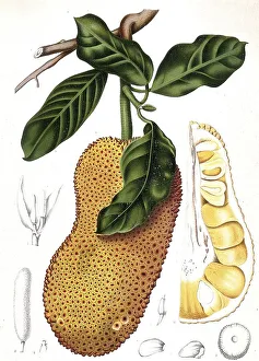Historic Artwork Reproduction Imprime: Cempedac tree, Artocarpus integer