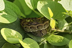 Impresiones de Pitón de roca del centro de África (Python sebae), joven animal acostado enroscado entre hojas, Parque Nacional Murchison Falls, Uganda Pitón De Roca Africana Imprime: Pitón roquero del África Central (Python sebae).
