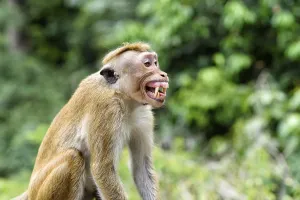 Asia Nature Reserve Imprime: Ceylon hat monkey