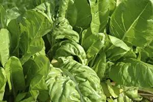 Leafy Vegetables Nutrition Imprime: Chard