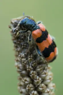 Trichodes Apiarius Imprime: Checkered Bee Beetle (Trichodes apiarius)