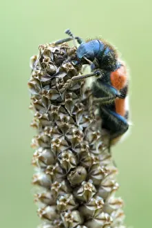 Impresiones de Escarabajo de abeja a cuadros (Trichodes apiarius), jardín de hierbas de Gertrude Messner, Brandenberg, Tirol, Austria, EuropaEscarabajo de abeja a cuadros (Trichodes apiarius) Escarabajos A Cuadros Imprime: Abeja de la escarabajo cuadriculado (Trichodes apiarius)
