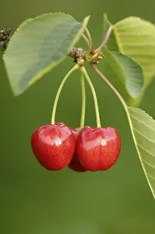 Cherry Tree Imprime: Cherries on the tree