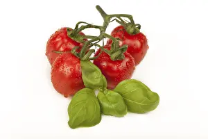 Fresh Cherry Tomatoes Imprime: Cherry tomatoes with basil