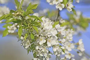Fruit Blossoms In May Imprime: Cherry tree in bloom