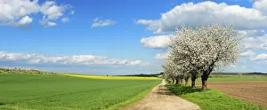Cherry Blossom Time In Germany Imprime: Cherry trees in full bloom, field path through fields in spring