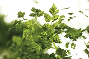 Indoor Plant Photography Imprime: Chervil