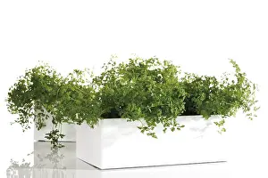 Indoor Leafy Plants Imprime: Chervil
