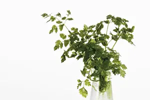 Indoor Plant Photography Imprime: Chervil