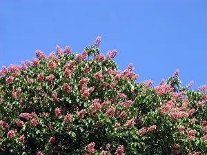 Colorful Nature Imprime: Chestnut tree