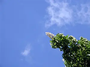 Springtime Nature Imprime: Chestnut tree