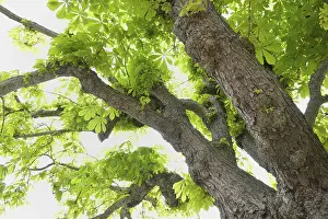 Uninhabited Forest Scene Imprime: Chestnut tree in spring