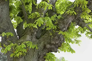 Uninhabited Forest Scene Imprime: Chestnut tree in spring