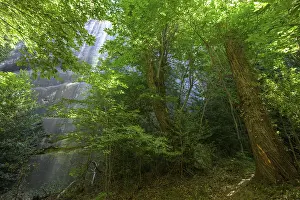 European Hiking Trails Imprime: Chestnut trees, hike through the sandstone labyrinth Gres d'Annot