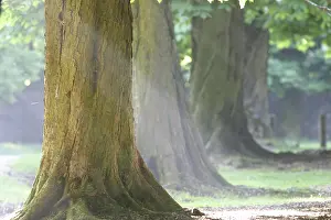 Springtime Nature Scene Imprime: Chestnut trees in spring