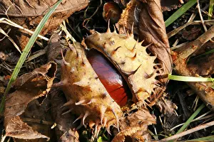 Fall Colors Photography Imprime: Chestnuts