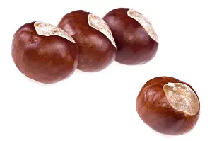 Sweet Chestnut Tree Imprime: Chestnuts