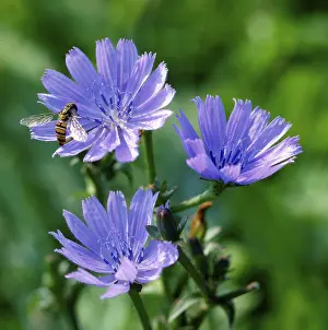Uninhabited Places Imprime: Chicory
