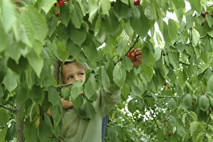 Deciduous Fruit Trees Imprime: Child on cherry tree