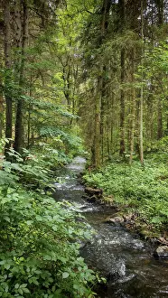 Dense Green Forest Landscape Imprime: A clear stream flows idyllically through a dense