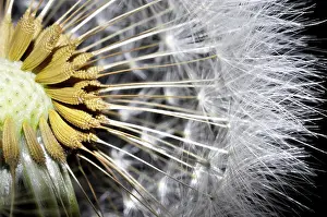 Empty Landscape With Blooming Flowers Imprime: Close Up on a Dandelion