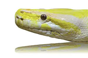 Albino Python Imprime: Close up of a head albino python snake on white background