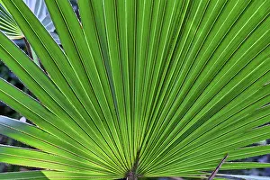 Deserted Palm Tree Scene Imprime: Close up of a palm tree leaf for backgrounds