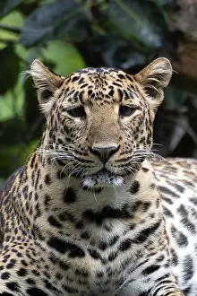 Feliformia Species Image Imprime: Close up photo of a java leopard from dark place