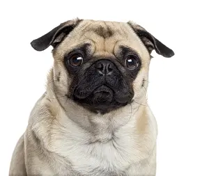 Pedigree Dog Image Imprime: Close up of a Pug looking at the camera
