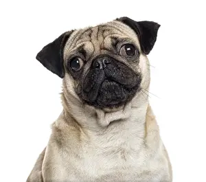 White Studio Background Animal Imprime: Close up of a Pug looking at the camera