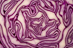 Brassicaceae Plant Details Imprime: Close Up on Red Cabbage