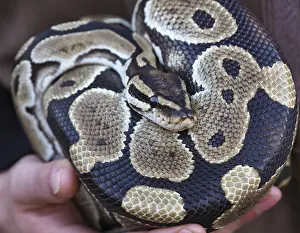 Impresiones de Cierre de enfoque de una serpiente de ball mostrando su hermoso patrón escamoso, descansando enrollada en las manos de su cuidador Pitón Bola Imprime: Cierre de enfoque de una cobra de ball que muestra su hermoso patrón escamoso.