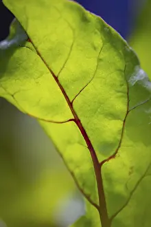 Deserted Plant Section Imprime: Close-up, beetroot leaf (beta)