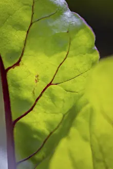 Lower Austria Nature Imprime: Close-up, beetroot leaf (beta)