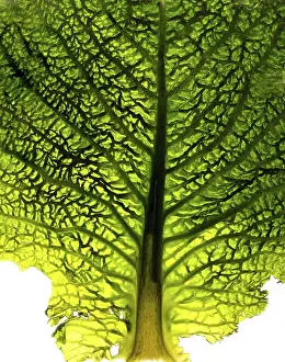 Nature Close Up Shots Imprime: Close-up of a cabbage leaf