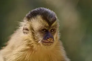 Brazil Wildlife Imprime: Close-up of a capuchin monkey looking to the side with a serious expression