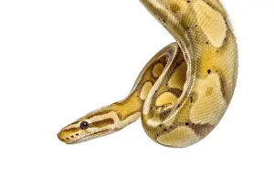 Studio Shot Insect Imprime: Close-up of a firefly python, isolated on white