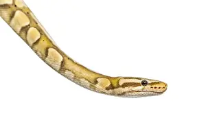 Wild Animal Depiction Imprime: Close-up of a firefly python, isolated on white