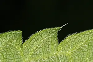 Close Up Leaf Imprime: Close-up of a leaf